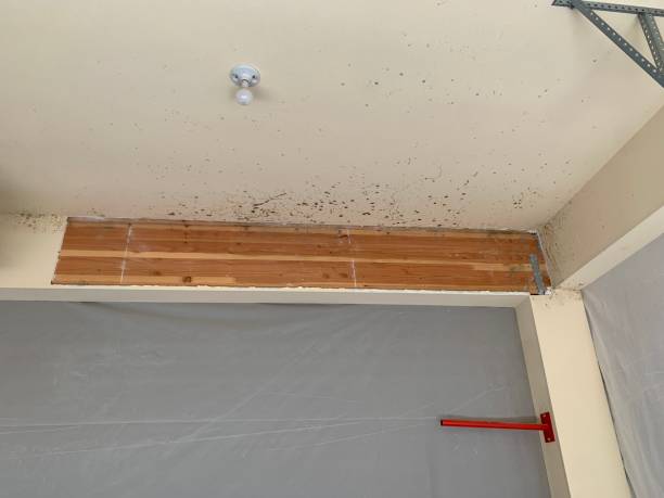 Best Crawl Space Mold Remediation  in Pierce City, MO