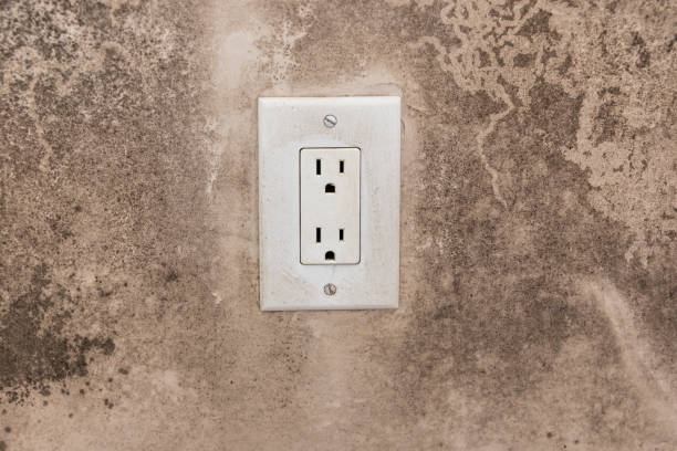 Best Water Damage & Mold Remediation  in Pierce City, MO